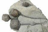 Multiple Silurian Cystoid (Caryocrinites) Fossils - New York #270012-1